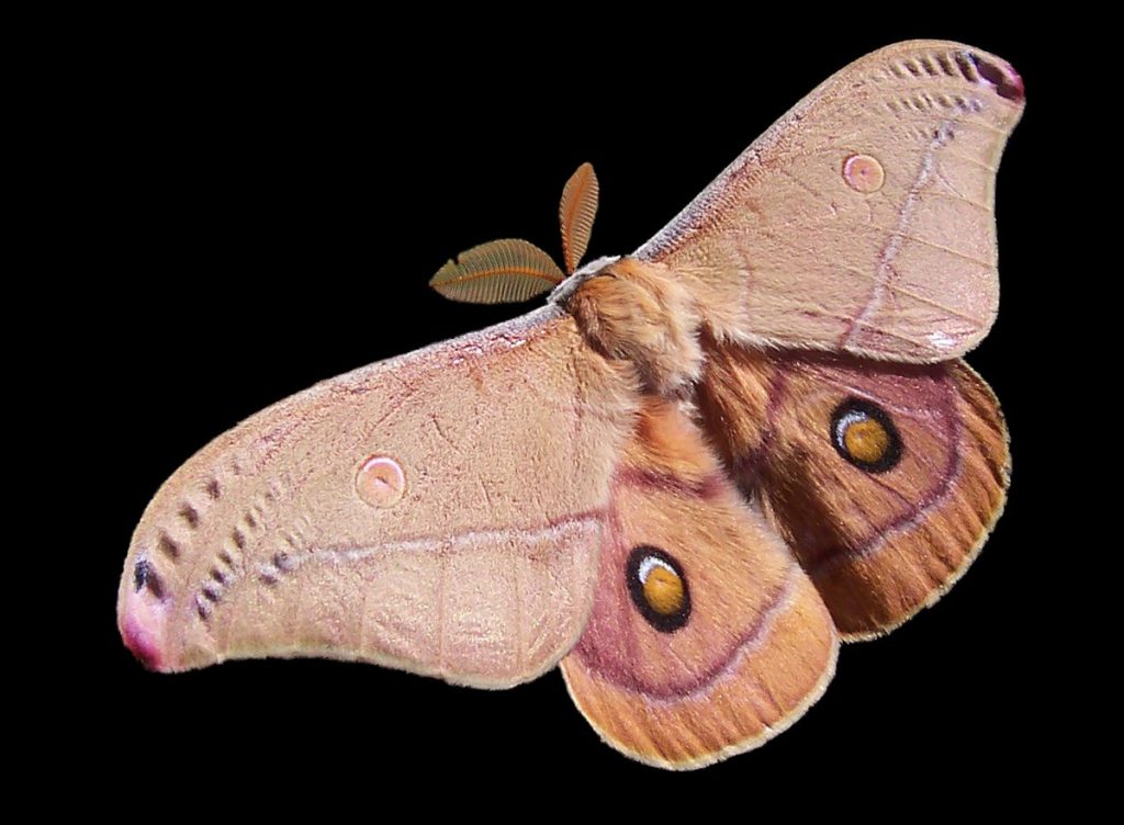 Como mariposas provocaram surto misterioso de coceira em Pernambuco