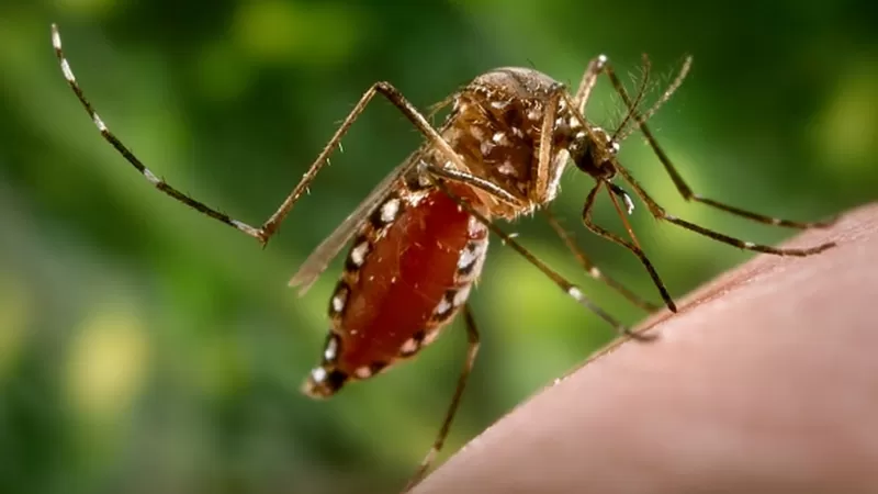 Casos de chikungunya disparam e acendem alerta de nova epidemia no Brasil