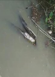 MTY:  DEGRADAÇÃO AMBIENTAL:  Pescadores registram mortandade de peixes e “cheiro forte” em rio de MT