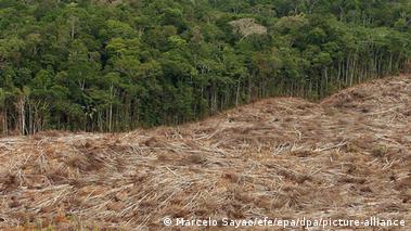 Estudo: desmatamento na Amazônia não traz progresso social