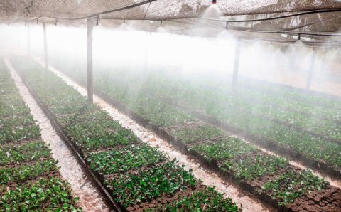 Governo de MT já investiu R$ 168 milhões para fomentar cadeias produtivas da agricultura familiar