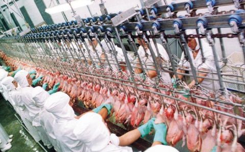 Gripe aviária: Japão vai ajustar protocolo de suspensão a importações