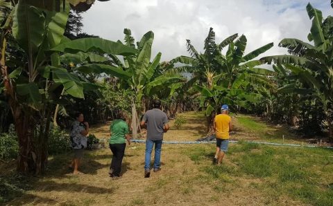 Agricultores recebem visita de comissão responsável pelo controle da produção de orgânicos no Estado