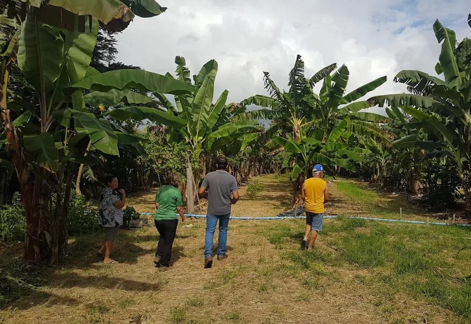 Agricultores recebem visita de comissão responsável pelo controle da produção de orgânicos no Estado