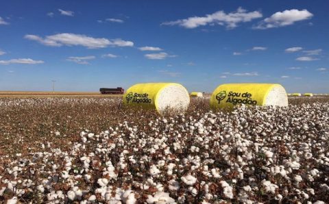 MT:  PLUMA MATO-GROSSENSE REGISTRA EXPORTAÇÕES RECORDES EM 2021