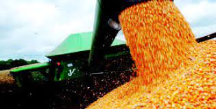 China: importação de soja cai 10,6% em novembro e a de milho diminui 35,7%