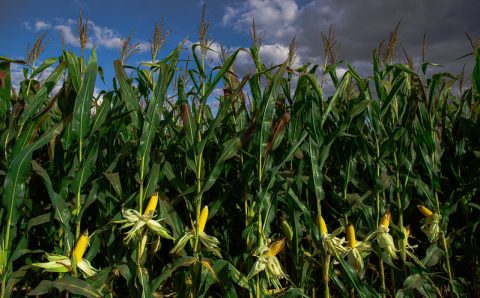Milho: MT negociou 95% da safrinha 2020/21 e 40,9% da colheita futura, diz Imea
