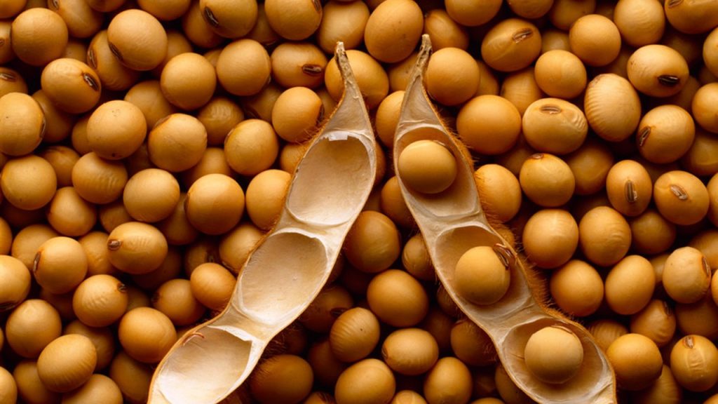 Indea alerta que venda ambulante de mudas e sementes ameaça a agricultura de MT