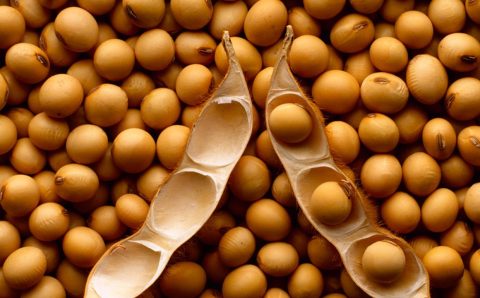 Indea alerta que venda ambulante de mudas e sementes ameaça a agricultura de MT