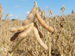 Colheita de soja atinge 90,45% da área em MT, diz Imea