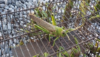 Infestação de gafanhoto preocupa produtor rural em Mato Grosso