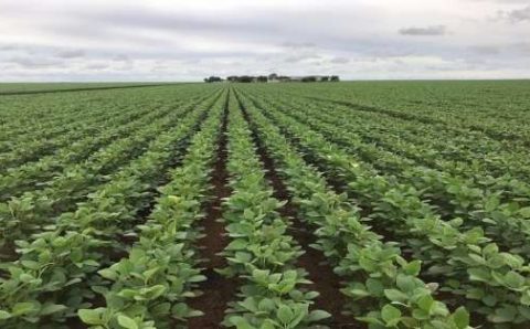 PRESSÃO:   EUA aumenta venda de soja para China, Brasil diminui