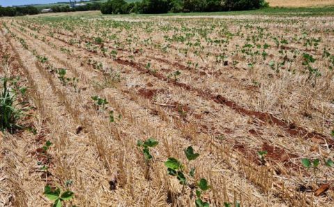 Seca e onda de calor no Sul e Centro-Oeste já causam perdas de R$ 45 bilhões no agronegócio