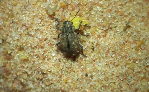 MT: Cascudinho-da-soja tem aparecido muito nas lavouras de soja de Mato Grosso