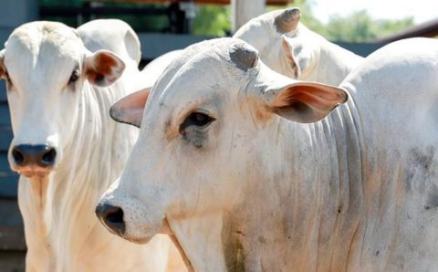 Brasil deve vacinar 161 milhões de bovinos e bubalinos contra aftosa