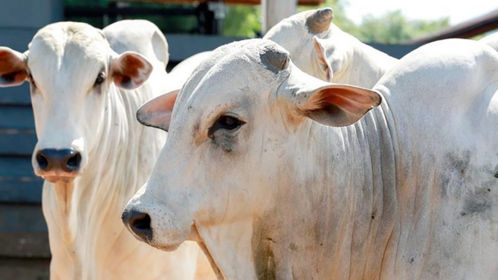 MT:  Aumenta custo de produção de gado na cria e recria-engorda em Mato Grosso