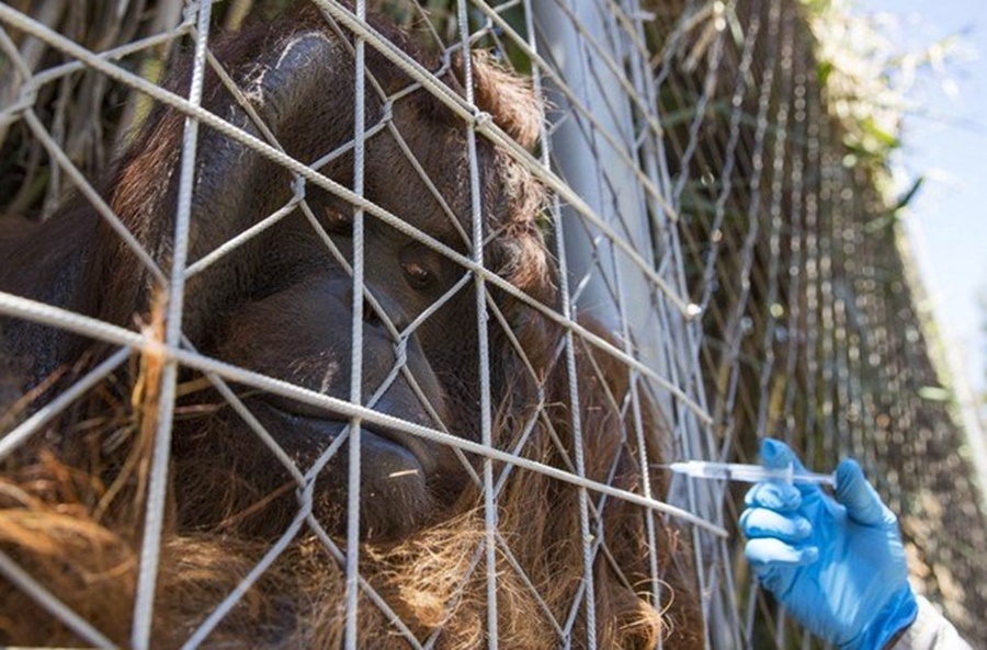 DEVIDO A PANDEMIA:  No Chile, animais de zoológico começam a ser vacinados contra a Covid-19