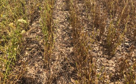 MT:  Mosca branca na safra de soja 2021/22 em Mato Grosso é observada em lavouras plantadas mais cedo