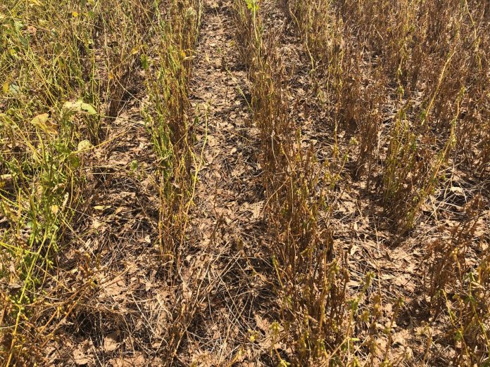 MT:  Mosca branca na safra de soja 2021/22 em Mato Grosso é observada em lavouras plantadas mais cedo