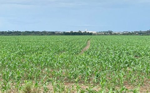 MT: Avanço do plantio do milho em algumas regiões de Mato Grosso pode ser dificultado, prevê IMEA