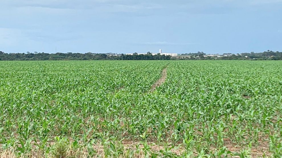 MT: Avanço do plantio do milho em algumas regiões de Mato Grosso pode ser dificultado, prevê IMEA