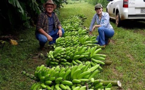 MT: Em Lucas: pesquisa da Empaer desenvolve variedade de banana voltada à agricultura familiar