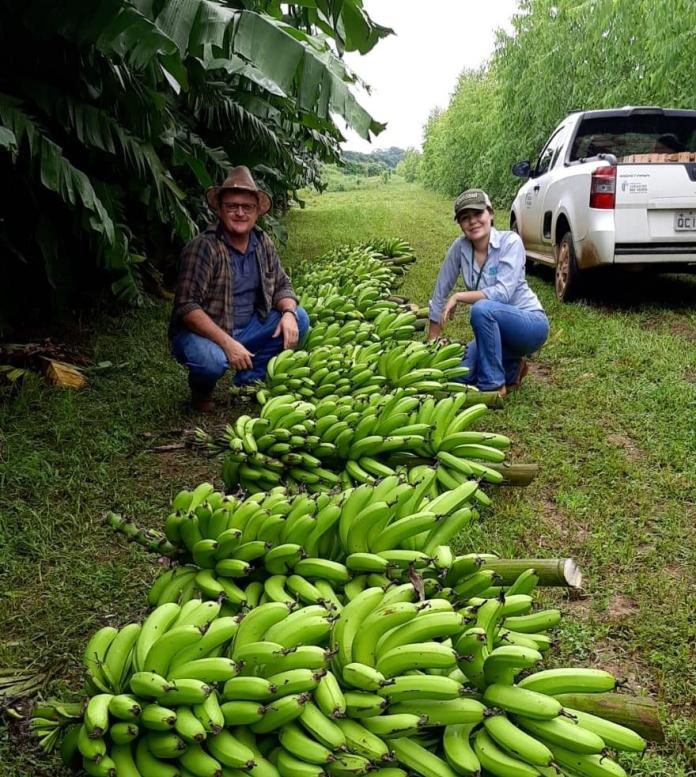 MT: Em Lucas: pesquisa da Empaer desenvolve variedade de banana voltada à agricultura familiar