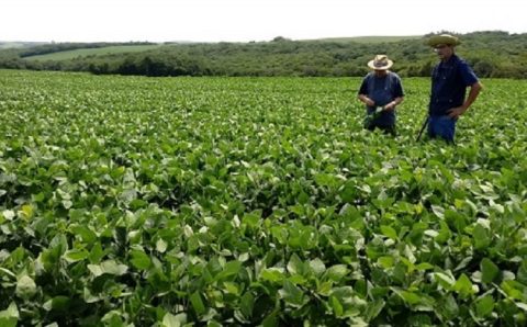 Brasil negocia compra de fertilizantes na Jordânia, Egito e Marrocos