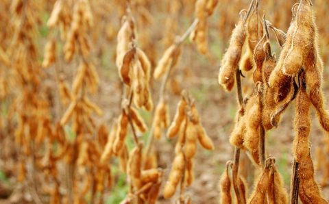 MT: Colheita entra na reta final e venda da soja em Mato Grosso avança; preço médio melhora