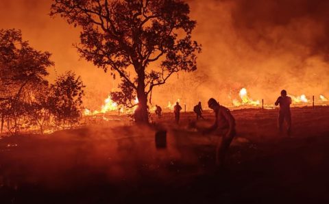 MT:  Pesquisadores da UFMT estimam em estudo 17 milhões de animais mortos em incêndios no Pantanal em Mato Grosso