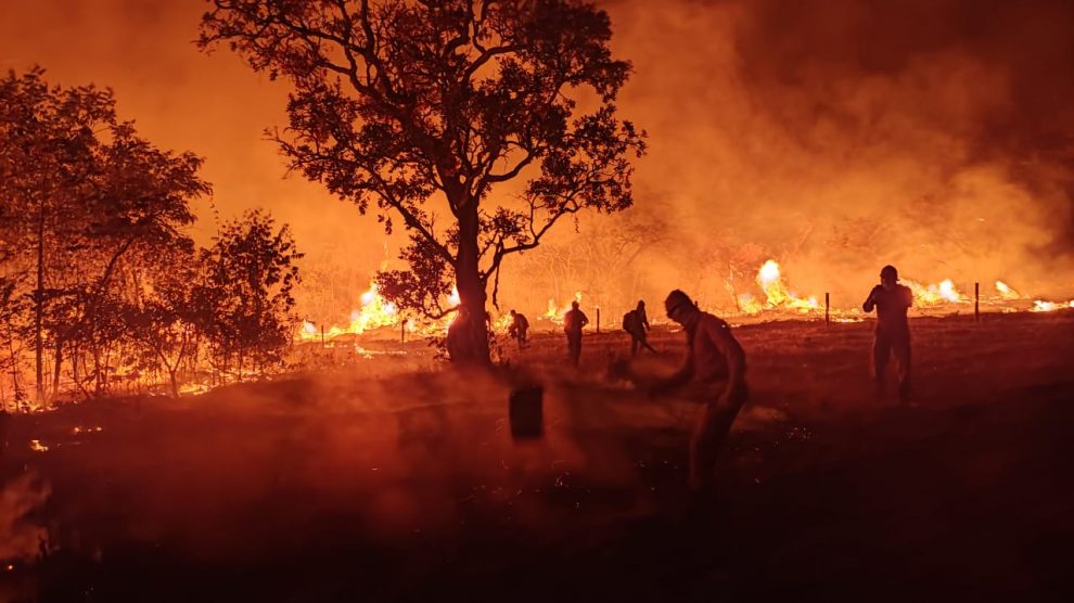 MT:  Pesquisadores da UFMT estimam em estudo 17 milhões de animais mortos em incêndios no Pantanal em Mato Grosso