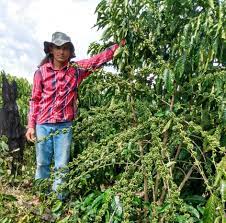 Manejo e adubação refletem em maior produção de café para agricultores de Cotriguaçu