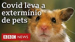 O lugar que está sacrificando 2 mil hamsters por causa da covid