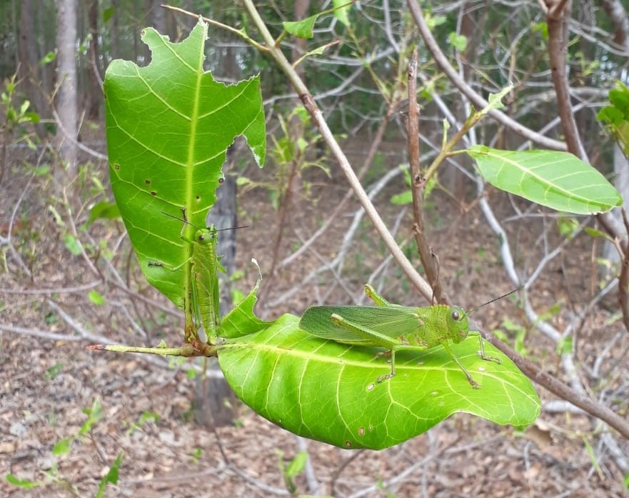 MT:  EMPAER AUXILIA A CONTER:  Nuvem de gafanhotos devasta pomar e avança para milharal de produtor