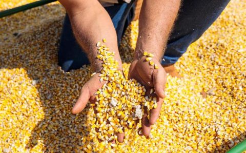 MT:  Lucas do Rio Verde ocupa a 17ª posição entre os municípios mais ricos do agronegócio