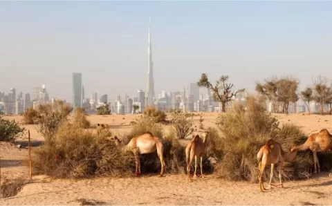 Dubai, a cidade no deserto que luta para não ser engolida pela areia