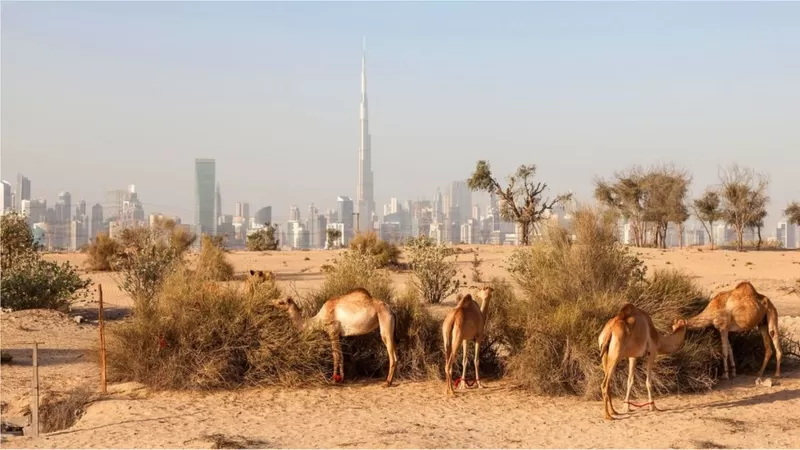Dubai, a cidade no deserto que luta para não ser engolida pela areia