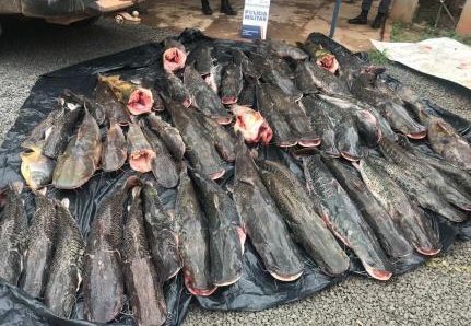 PESCA PROIBIDA:  Duas pessoas são presas transportando 400 kg de pescado irregular em Barra do Bugres
