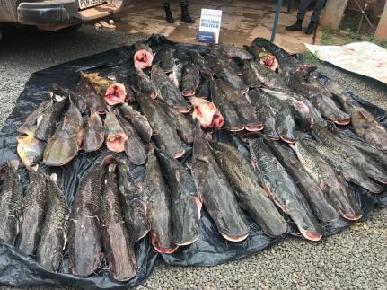 PESCA PROIBIDA:  Duas pessoas são presas transportando 400 kg de pescado irregular em Barra do Bugres