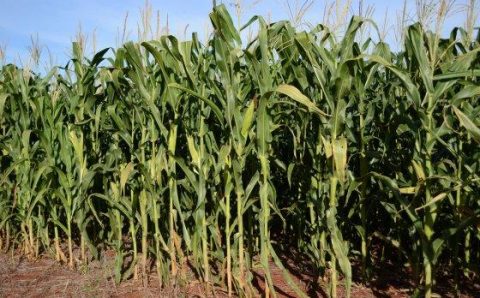 Agronegócio está mais otimista com economia global do que com Brasil, diz PwC