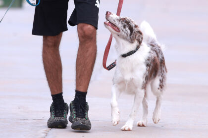Nova Lei muda normas para circulação de cães em espaços públicos