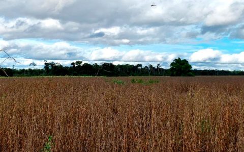 Colheita de soja em Mato Grosso chega a 67% da área total; umidade preocupa produtores