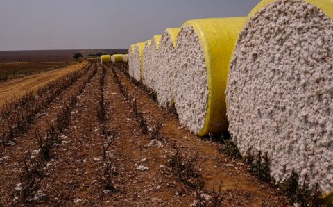 MT: Preço da pluma de algodão em Mato Grosso se mantém em patamares recordes