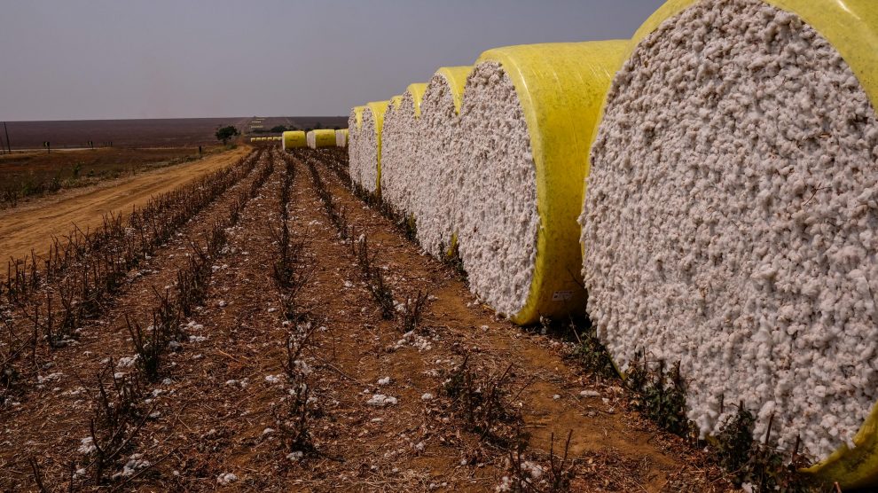 MT: Preço da pluma de algodão em Mato Grosso se mantém em patamares recordes