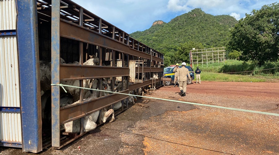 PERDEU O CONTROLE Caminhão que transportava gado tomba em BR, motorista sofre fraturas e animais ficam feridos e mortos