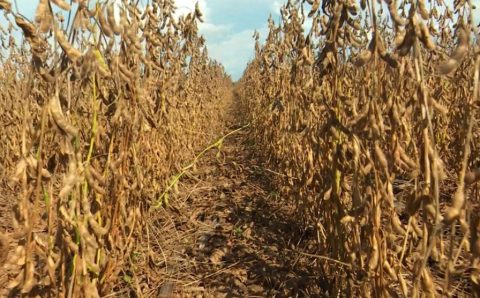 Brasil e Japão assinam acordo para desenvolver agricultura digital