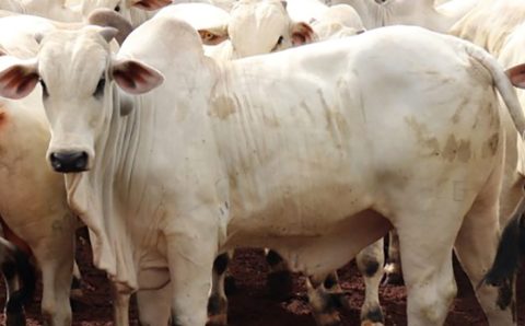 MT:  Cotação do boi gordo, vaca e bezerro em Mato Grosso cai