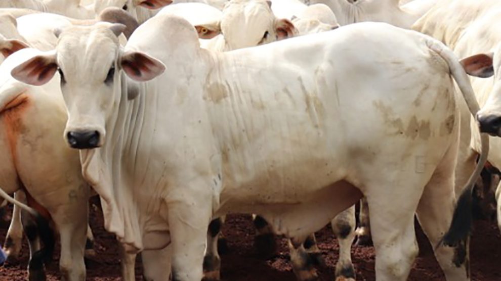 MT:  Cotação do boi gordo, vaca e bezerro em Mato Grosso cai