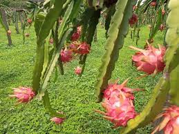 Governo promove encontro técnico com produtores de pitaya em Tangará da Serra