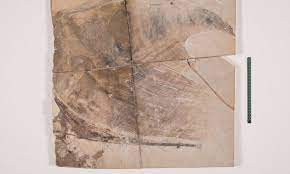 Museu de Ciências da Terra apresenta fóssil de pterossauro repatriado